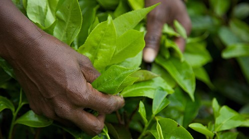 Picking tea